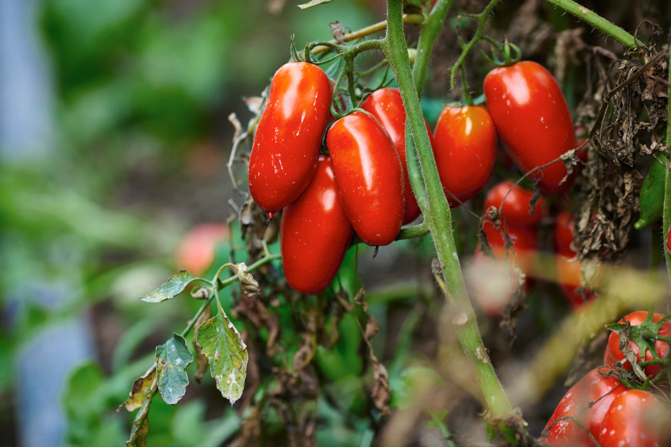 San Marzano DOP Peeled Tomatoes — _P1Y0306 (1).jpg