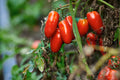 San Marzano DOP Peeled Tomatoes — _P1Y0306 (1).jpg